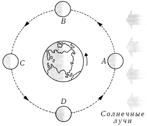 Различные положения Луны: А - новолуние; В - первая четверть; С - полнолуние; D - последняя четверть. Положения А и С связаны с сизигией, положения В и D с квадратурой.