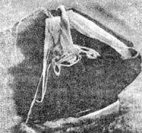 2. ���� ���������� �������� �� 30 �, ������ � ������� �������  � ����.